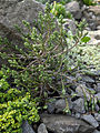 Ozothamnus selago var. tumidum