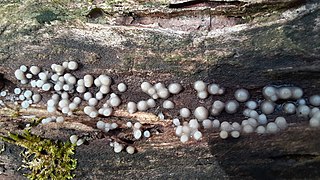 <i>Helicogloea</i> Genus of fungi