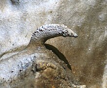 Estructura mineral curvada que sobresale de la pared de una cueva: una excéntrica.