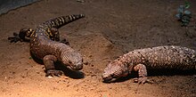 A pair of Mexican beaded lizards at the Buffalo Zoo: The specimen on the right is in the process of shedding. Heloderma horridum pair (Buffalo Zoo).jpg