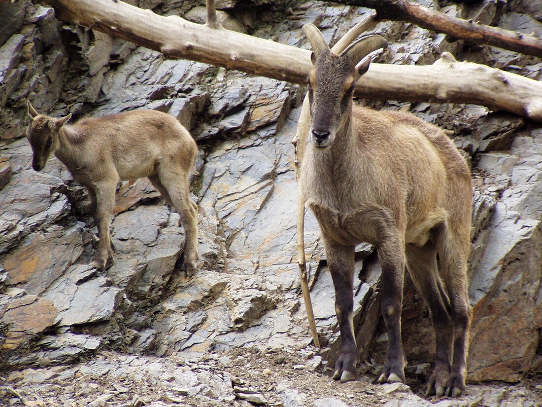 Himalaya-Tahr