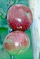 Herefordshire Beefing on tree, National Fruit Collection (acc. 2000-046) .jpg