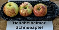 Heuchelheimer Schneeapfel jm55255.jpg