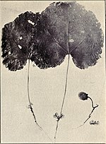 Thumbnail for Hibiscadelphus hualalaiensis