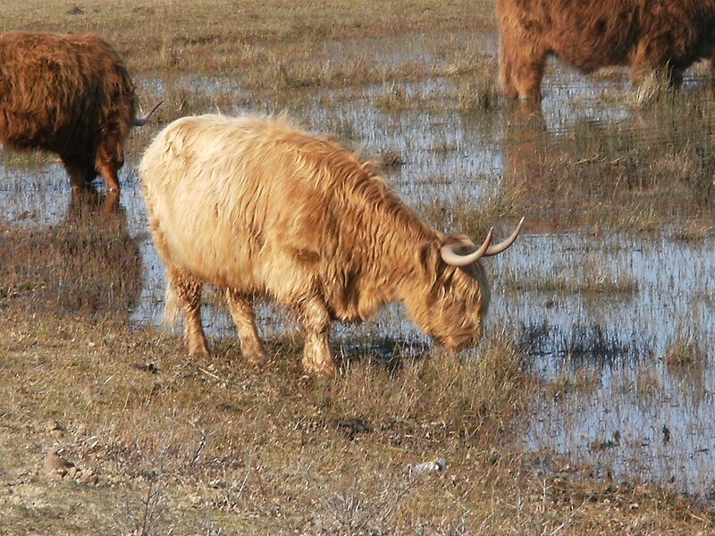 File:Highland cattle; Zuid-Kennemerland 2.JPG