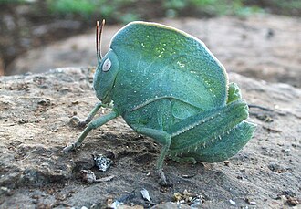 Teratodes monticollis Hooded Grasshopper Teratodes monticollis.jpg