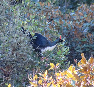 <span class="mw-page-title-main">Horned guan</span> Species of bird