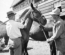 Vaccinating a horse against encephalitis, Idaho, 1940 Horse-Vaccination.jpeg