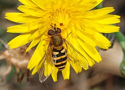 Syrphus ribesii