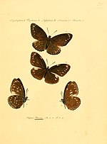 Thumbnail for Euploea eleusina