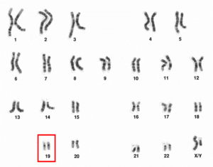 Human male karyotpe high resolution - Chromosome 19.png