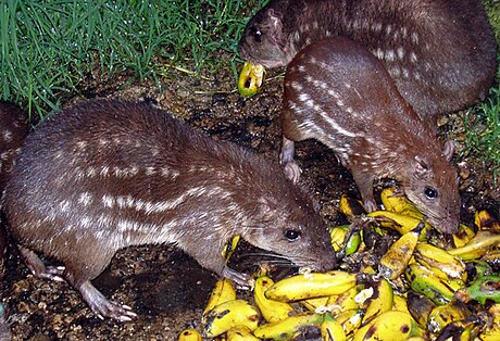 Cuniculus paca