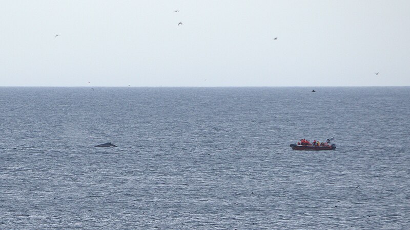 File:Humpback Whale (Megaptera novaeangliae) and Whale Watching Boat 2019-08-13.jpg