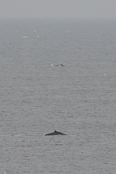 File:Humpback Whales (Megaptera novaeangliae) - Elliston, Newfoundland 2019-08-13 (02).jpg