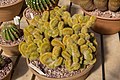 * Nomination: Notocactus leninghausii (crest) --Mike Peel 08:11, 9 October 2022 (UTC) * Review  Comment Itseems to be a bit out in focus. I'm not convinced by the composition. --Sebring12Hrs 06:01, 11 October 2022 (UTC)