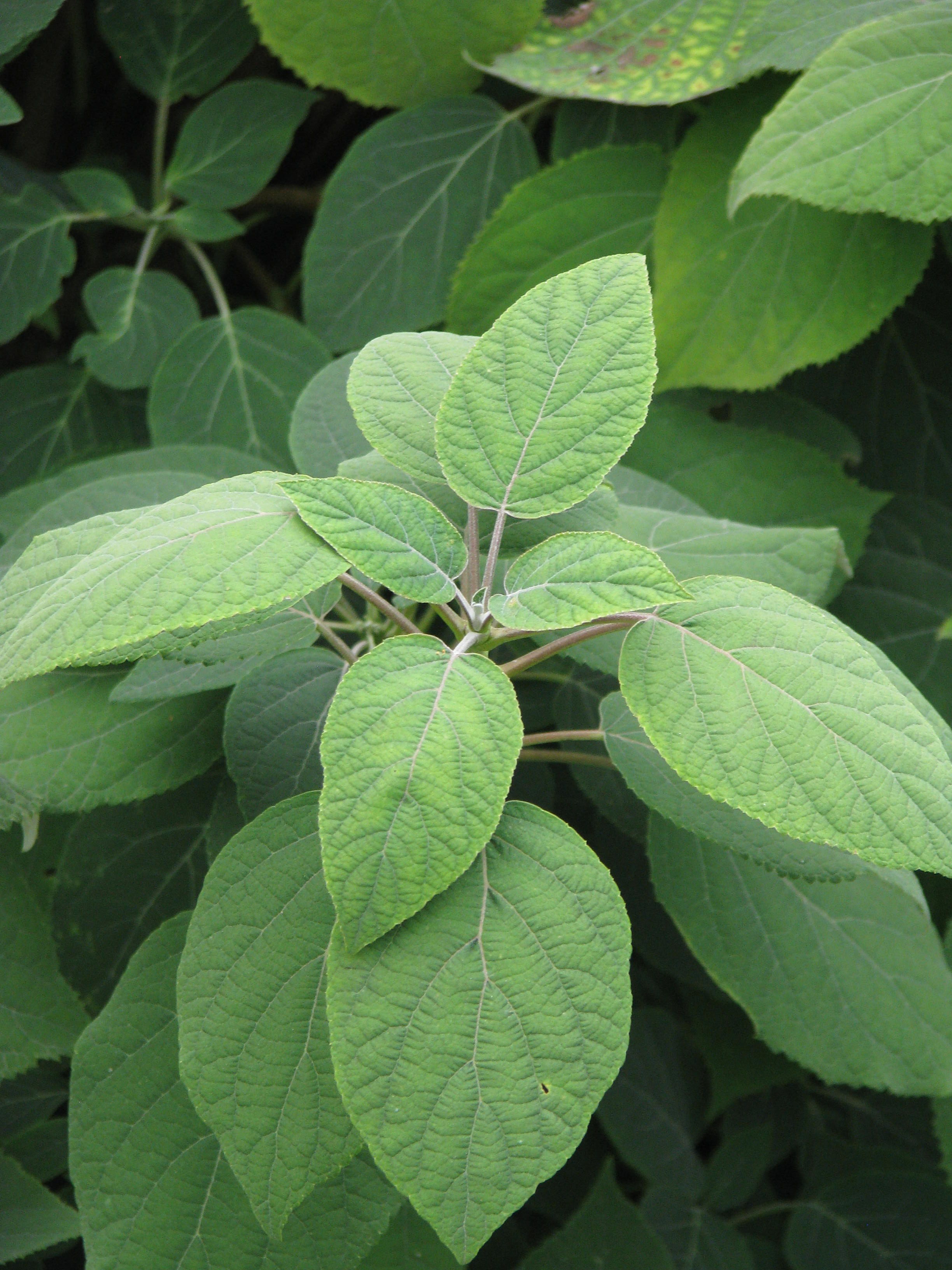 Hydrangea arborescens radiata (21399284991).jpg