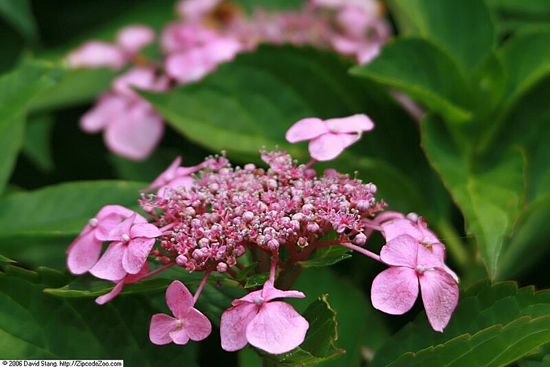 File:Hydrangea macrophylla Macrophylla 1zz.jpg