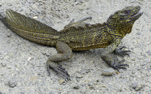 Hydrosaurus amboinensis, male, Air besar (Passo), Ambon.png