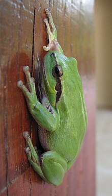 Hyla meridionalis 01.jpg