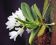 Flowering Hymenorchis javanica specimen in cultivation