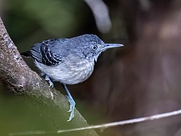 Мурав'янка-струмовик північна (Hypocnemoides melanopogon)