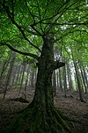 Rotbuche 'Bienensteinbruch' (Fagus sylvatica)