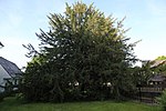 Yew tree (Taxus baccata)