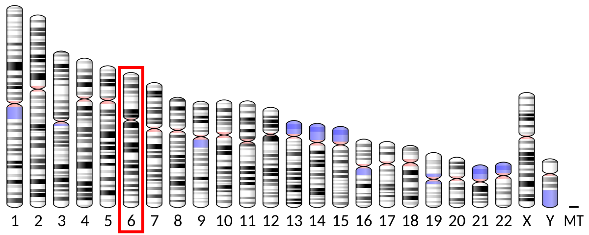 Human Gene HLA-B (ENST00000412585.7) from GENCODE V44