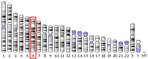 Chromosomate 6 locatum
