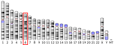 File:Ideogram human chromosome 6.svg