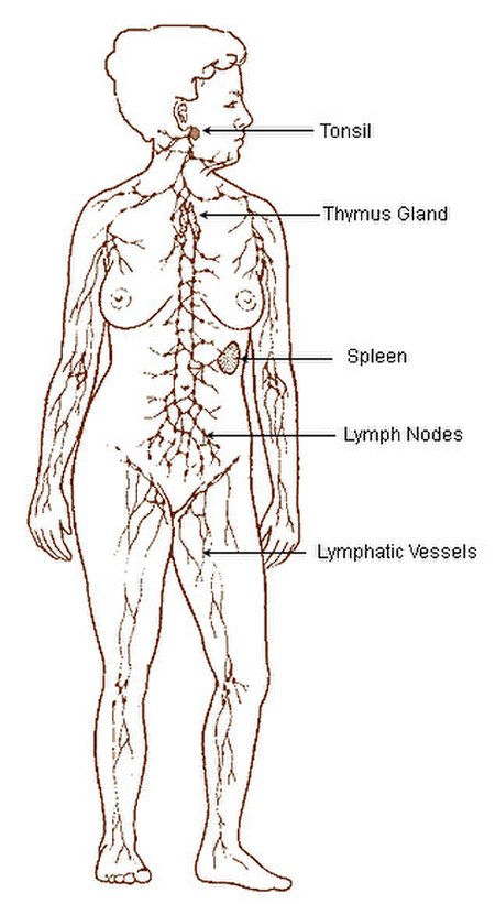 Fail:Illu_lymphatic_system.jpg