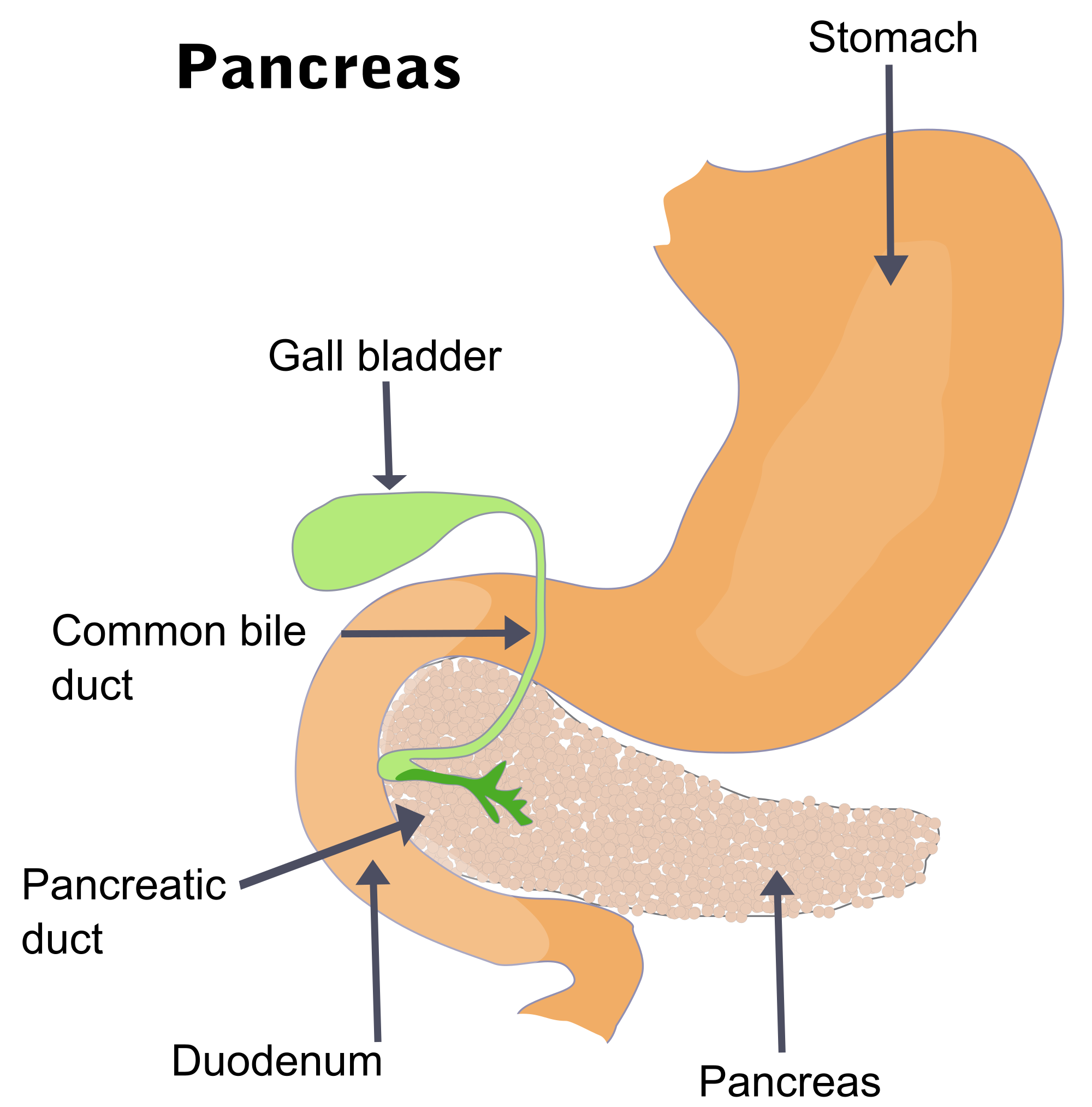 Resultat d'imatges de pancrees