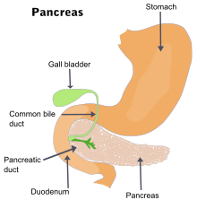 Anatomy of the pancreas Illu pancrease.svg