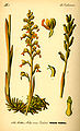 Neottia nidus-avis plate 154 in: Otto Wilhelm Thomé: Flora von Deutschland, Österreich u.d. Schweiz (Orchidaceae), Gera (1885)