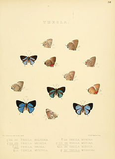 <i>Porthecla</i> Butterfly genus in family Lycaenidae