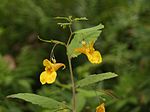 Impatiens noli-tangere (7818663064) .jpg