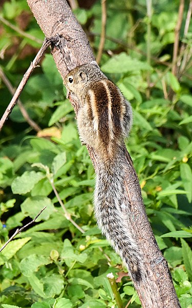 File:Indian Palm Squirrel Veinthaan Tirunelveli TN Jan22 D72 22309.jpg