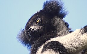 Indri at Périnet