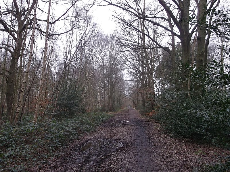 File:Inner Park Ride, Wimbledon Common - geograph.org.uk - 3284126.jpg