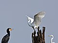 * Nomination Intermediate egret (Mesophoyx intermedia) landing on tree stump, watched by cormorant and egret, Kabini (3 of 4) --Tagooty 02:11, 1 May 2022 (UTC) * Promotion  Support Good quality. --XRay 04:01, 1 May 2022 (UTC)