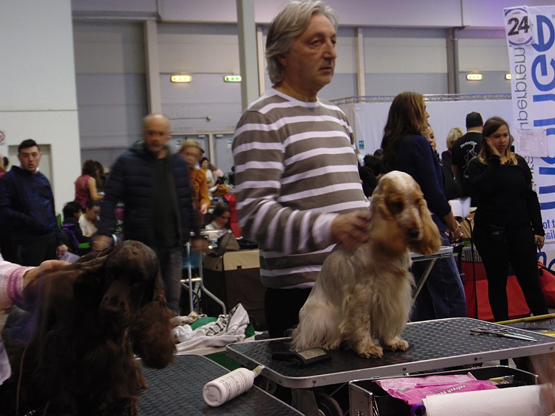 File:International Dog Show 2018 14.jpg