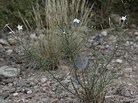 Ipomopsis longiflora