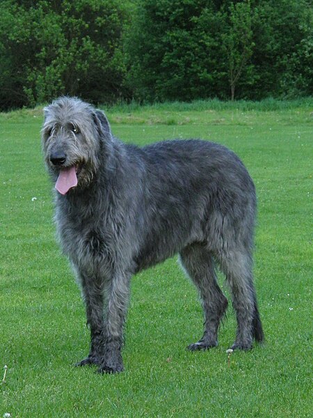 File:Irish Wolfhound 3.jpg