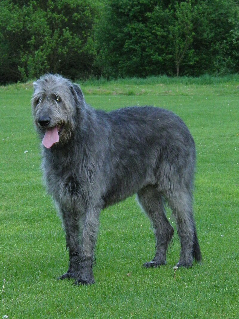 Irish Wolfhound 3.jpg