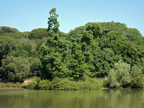 Isolotto nel laghetto di Villa Doria Pamphili con dei Cipressi delle paludi (Taxodium distichum)
