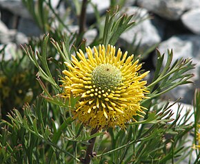 Descrição da imagem Isopogon anemonifolius 01.jpg.