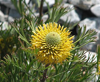 <i>Isopogon anemonifolius</i> A shrub of the family Proteaceae that is found only in eastern New South Wales in Australia