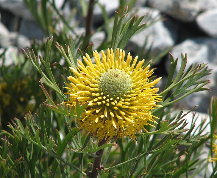 File:Isopogon anemonifolius 01.jpg