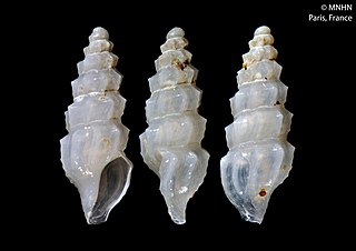 <i>Iwaoa</i> Genus of gastropods