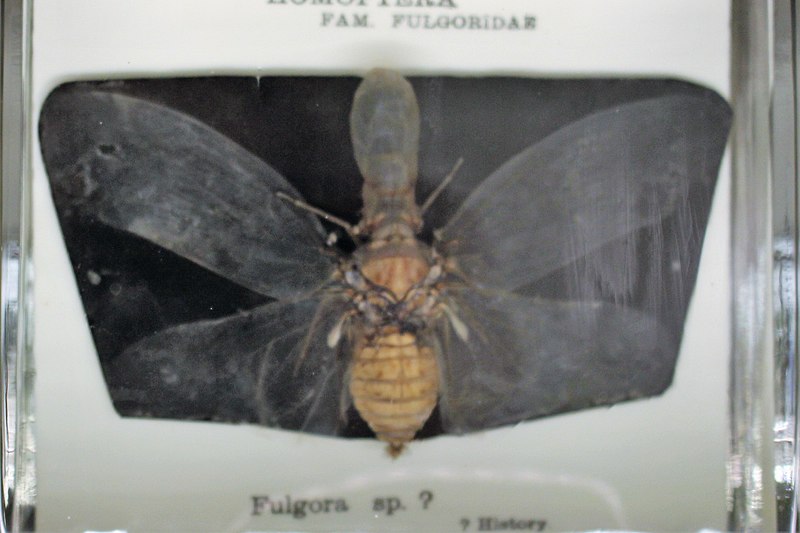 File:Iz - Fulgora sp. - 1.jpg